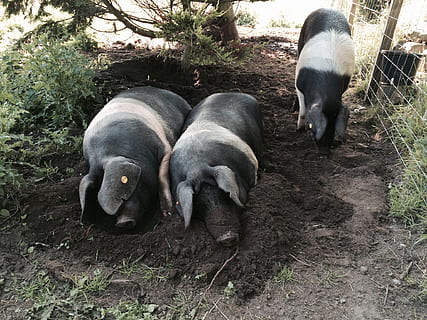 svin, Saddleback, dyr, saddleback grise, gårdspladsen, bacon, landbrug, landdistrikterne, race, kød, svinekød, grynte, Land, landmand, skinke, og sender, husdyr, to dyr, dyre temaer, udendørs, dag, pattedyr, gruppe af dyr, hvirveldyr, kæledyr, indenlandske, ingen mennesker, Mark, natur, jord, høj vinkel visning, lempelse, ungt dyr, plante, dyre familie, planteædende, 1080P, CC0, offentligt domæne, royaltyfrie