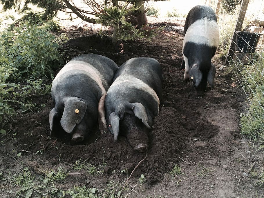 porc, saddleback, porcs, animal, porcs saddleback, corral, porcí, bacó, Agricultura, rural, raça, carn, carn de porc, grunyir, país, pagès, pernil, senglar, bestiar, dos animals, temes d'animals, a l'aire lliure, dia, mamífer, grup d’animals, animals domèstics, vertebrats, mascotes, nacional, cap gent, camp, naturalesa, terra, vista d’angle alt, relaxació, animal jove, planta, família d’animals, herbívors, 1080P