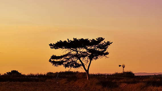 arbre, posta de sol, paisatge, cel, núvols, naturalesa, tardor, colors, sol, kapparis, Xipre, planta, medi ambient, bellesa a la natura, escenics - natura, tranquil·litat, silueta, escena tranquil·la, terra, cap gent, color taronja, camp, còpia espai, a l'aire lliure, herba, escena rural, 4K, CC0, domini públic, lliure de regalies