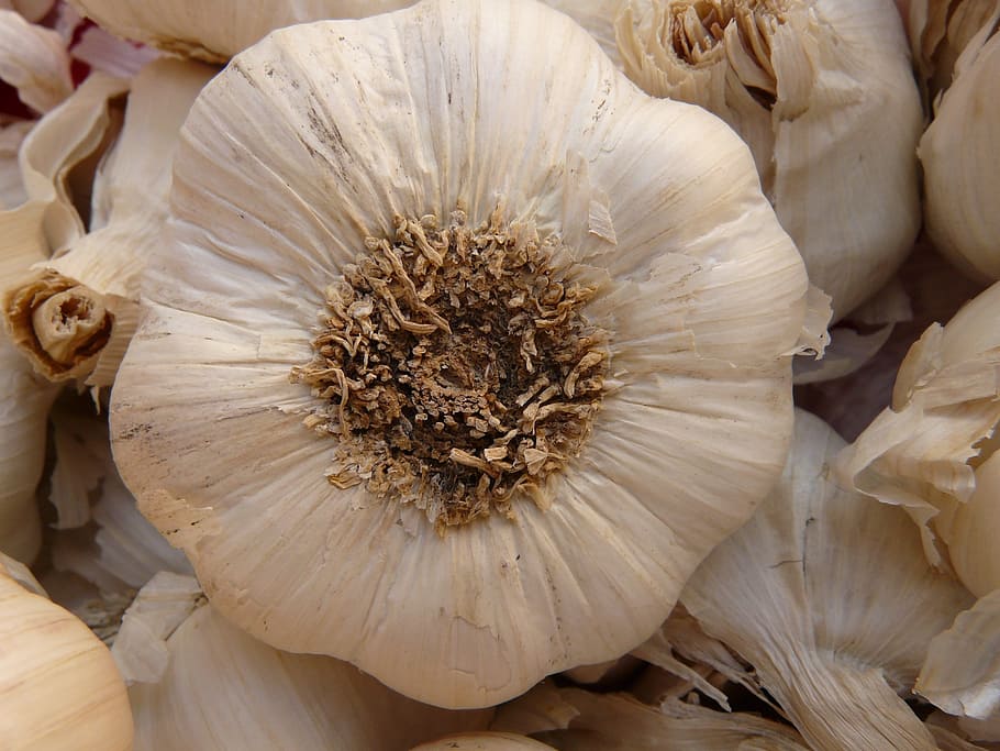 ajo, agudo, aromático, tubérculo, sustancial, oler, planta medicinal, vegetales, blanco, comida, especia, comer, hierba, frescura, vegetal, comida y bebida, bienestar, de cerca, ingrediente, alimentación saludable, nadie, naturaleza muerta, alimentos crudos, cabeza de ajo, vista de alto ángulo, planta, adentro, fotograma completo, cebolla, crecimiento, 2K