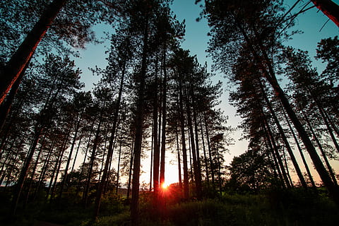 Rotholzwald, Sonnenstrahlen, Silhouette, Bäume, golden, Stunde, Baum, Pflanze, Himmel, Wald, Ruhe, Land, Natur, Wachstum, Schönheit in der Natur, Flachwinkelansicht, ruhige Szene, Sonne, keine Leute, Sonnenlicht, Sonnenuntergang, Szenen - Natur, Baumstamm, Nicht-städtische Szene, Linseneffekt, 5K, CC0, gemeinfrei, lizenzfrei