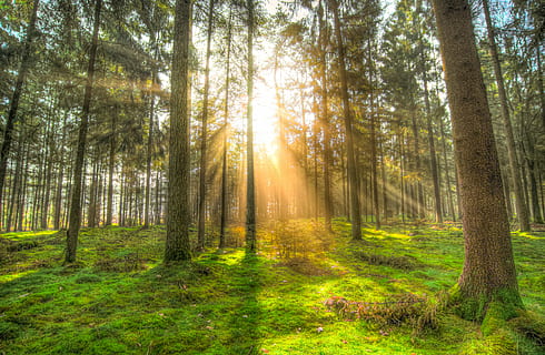 landskabsfotografering, træer, over, solstråler, Skov, sol, skygge, grøn, gul, natur, landskab, lys, sollys, solrig, træ, udendørs, solskin, lyse, naturlig, parkere, scene, naturskøn, stråler, miljø, landdistrikterne, dagslys, hdr, græs, træstamme, scenics, dag, plante, jord, ro, skønhed i naturen, bagagerum, rolig scene, solstråle, ikke-urbane scene, vækst, scenics - natur, grøn farve, ingen mennesker, linseflare, streaming, 5K, CC0, offentligt domæne, royaltyfrie