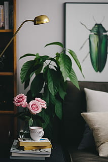 dejlig, roseses, Bestil, kaffe, Rose, roser, indre, hvilende, slap af, væsentlige, læsning, tid, rosa roser, bøger, kop kaffe, hjemlige værelse, indendørs, indretning, sofa, møbel, lejlighed, dekoration, stue, hjem interiør, moderne, komfortabel, pude, blomst, vase, ingen mennesker, elektrisk lampe, elegance, bord, plante, blomstrende plante, skønhed i naturen, friskhed, blad, skrøbelighed, plante del, sårbarhed, natur, blomsterhoved, blomsterstand, kronblad, lyserød farve, blomster arrangement, kaffebord, 4K