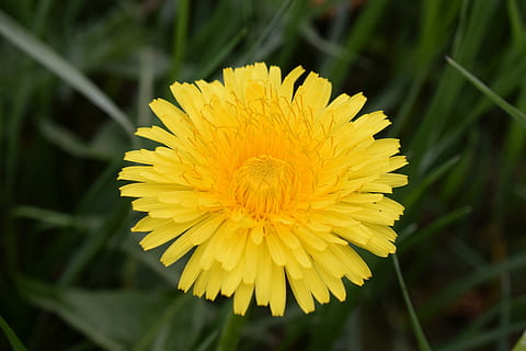 paardebloem, bij, nectar, bijennectar, macro, dichtbij, honingbij, stuifmeel, de lente, bestuiving, bloem, bloesem, bloeien, geel, insect, besprenkelen, natuur, vleugel, honing, gewone paardebloem, Frühlingsanfang, pollen magazijn, taraxacum officinale, ruderalia, composieten, idylle, helder, maistock, paardenbloem blad, bloeiende plant, bloemblad, versheid, schoonheid in de natuur, bloemhoofd, fabriek, detailopname, bloeiwijze, groei, breekbaarheid, kwetsbaarheid, focus op de voorgrond, geen mensen, plantkunde, buitenshuis, lente, 5K, CC0, publiek domein, royaltyvrij