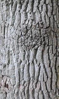 escorça, arbre, registre, naturalesa, estructura, bosc, fusta, branca, roure, marc complet, fons, textura, tronc de l'arbre, tronc, cap gent, patró, primer pla, aspre, dia, planta, escorça de la planta, a l'aire lliure, patró natural, estructura construïda, creativitat, creixement, artesania, efecte texturat, 2K, CC0, domini públic, lliure de regalies