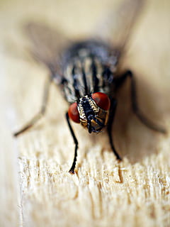 volare, insetto, macro, alato, temi animali, animale, fauna selvatica, messa a fuoco selettiva, invertebrato, avvicinamento, animali allo stato selvatico, un animale, nessuno, natura, giorno, legno - materiale, all'aperto, ala animale, mosca domestica, zoologia, occhio animale, 4K, CC0, dominio pubblico, privo di copyright
