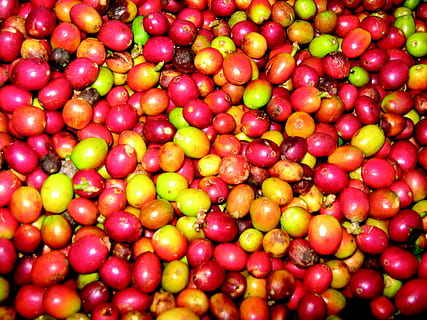 lorem, ipsum, dolor, lorem, ipsum, fruita, menjar i beguda, marc complet, menjar, gran grup d'objectes, frescor, alimentació saludable, vermell, abundància, fons, benestar, cap gent, primer pla, negocis, venda al detall, mercat, multicolor, orgànic, dia, directament a sobre, madur, 2K, CC0, domini públic, lliure de regalies