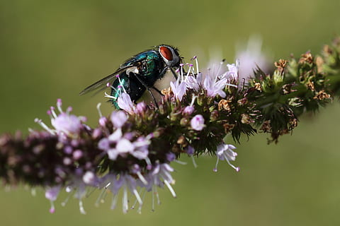fliegen, Insekt, Stubenfliege, blühende Pflanze, Tierthemen, Blume, Tier, Tierwelt, ein Tier, Tiere in freier Wildbahn, wirbellos, Pflanze, Zerbrechlichkeit, Verletzlichkeit, Schönheit in der Natur, Frische, Nahansicht, Blütenkopf, Blütenblatt, Wachstum, Tierflügel, keine Leute, Bestäubung, lila, Frühling, Schmetterling - Insekt, 2K, CC0, gemeinfrei, lizenzfrei