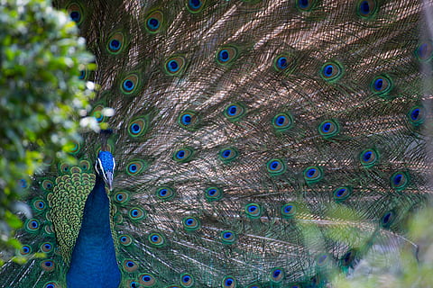blu, grigio, vicino, foto, pavone, uccello, struttura, animale, piuma, natura, multicolore, coda, animale maschio, colore verde, avvicinamento, colore vibrante, bellezza nella natura, colori, modello, eleganza, sfondi, testa di animale, immagine a colori, piuma di pavone, un animale, a ventaglio, fauna selvatica, temi animali, animali allo stato selvatico, vertebrato, nessuno, fotogramma intero, all'aperto, 5K, CC0, dominio pubblico, privo di copyright