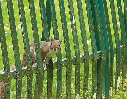 scoiattolo, grigio, tra le barre, fra, il, barre, un animale, fauna selvatica, temi animali, all'aperto, nessuno, giorno, confine, animale, recinto, barriera, vertebrato, mammifero, sicurezza, animali allo stato selvatico, steccato, colore verde, legno - materiale, protezione, pianta, 1080P, CC0, dominio pubblico, privo di copyright