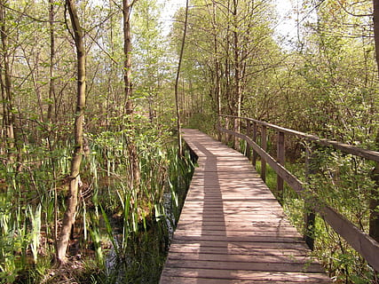 marron, en bois, pont, entouré, vert, des arbres, amarrer, le web, lumière, printemps, peut, une façon, randonnée, récupération, conservation de la nature, la nature, humide, roseau, forêt, bouleau, enfer, sentier, arbre, en plein air, promenade, paysage, bois - matériau, pluie de forêt tropicale, été, plante, direction, la voie à suivre, terre, tranquillité, croissance, personne, journée, scène tranquille, beauté dans la nature, lien, scène non urbaine, passerelle, bois, des bois, bambou - plante, 4K, CC0, domaine public, libre de droits