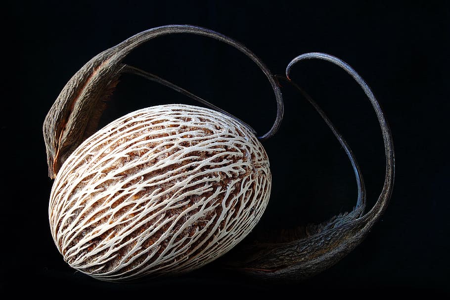 seme, logoro, Linee, vicino, macro, ombra, struttura, sfondo nero, nessuno, sport, avvicinamento, sport della racchetta, in casa, girato in studio, cerchio, forma geometrica, forma, sfera, buio, colore nero, arte e artigianato, modello, design, cibo, astratto, lana, creatività, natura morta, a forma di cuore, 4K