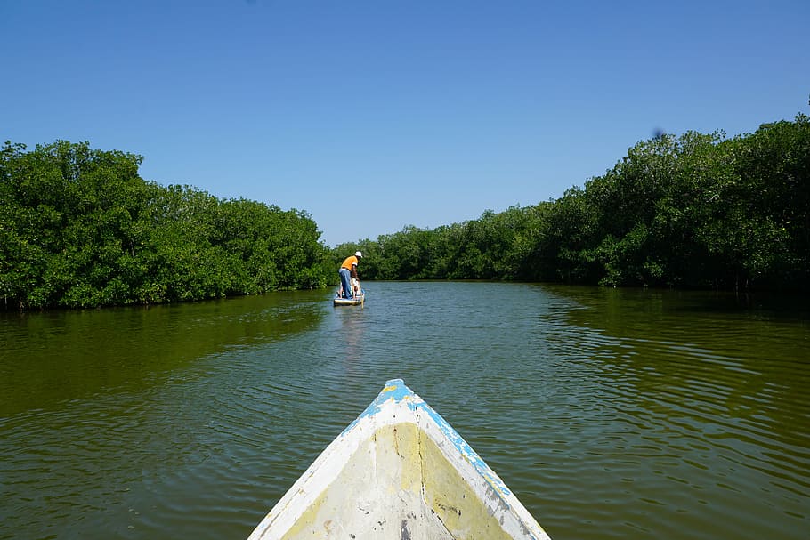 bosc, aigua, arrencada, colombia, mongroven, Sud Amèrica, riu, kartagena, llac, arbre, naturalesa, vista del darrere, una persona, planta, cel, dia, cel clar, homes, gent, activitat d'oci, adult, bellesa a la natura, estils de vida, transport, de peu, a l'aire lliure, vaixell nàutic, 5K