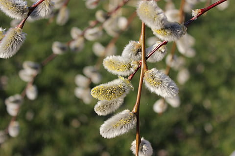 primavera, verba, salice, rene, macro, sciolto, natura, crescita, pianta, giorno, fragilità, all'aperto, avvicinamento, nessuno, concentrarsi sulle conoscenze acquisite, freschezza, bellezza nella natura, fiore, ramo, ramoscello, albero, cibo e bevande, messa a fuoco selettiva, vulnerabilità, pianta fiorita, morbidezza, 5K, CC0, dominio pubblico, privo di copyright