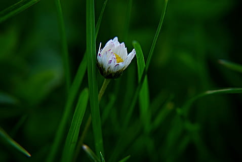 Tusenfryd, blomst, makro, blad, grønn, hvit, gul, plen, gress, solnedgang, sove, anlegg, blomstrende plante, friskhet, skjønnhet i naturen, vekst, skjørhet, sårbarhet, nærbilde, petal, natur, grønn farge, blomsterhodet, ingen folk, vann, inflorescence, hvit farge, fokusere på forgrunnen, dag, pollen, våren, utendørs, mykhet, lotus vannlilje, 4K, CC0, offentlig domene, opphavsrett gratis