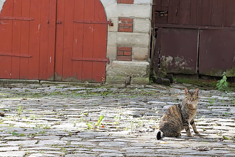 gatto, toppa, estate, animale, mieze, animale domestico, riposo pomeridiano, Il prossimo, destra, natura, sbaciucchiarsi, portafortuna, vista, giardino, occhi, piccolo animale, gatto domestico, fortuna, orecchie, adidas, tigre, tigerle, mammifero, temi animali, un animale, felino, vertebrato, domestico, animali domestici, architettura, struttura costruita, esterno dell'edificio, giorno, nessuno, costruzione, porta, Entrata, all'aperto, baffo, 4K, CC0, dominio pubblico, privo di copyright