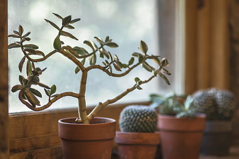 selektiv, fokus fotografering, grøn, blad plante, Brun, lergryde, kaktus, vindue, køkken, gryde, indre, design, dekoration, natur, plante, hjem, hus, have, botanik, træ, værelse, glas, indretning, bord, blomst, dekorative, flora, lille, havearbejde, stueplante, frisk, træ-, vækst, naturlig, stil, dyrke, årgang, ørken, saftige, indendørs, potteplante, hjem interiør, ingen mennesker, hjemlige værelse, træ - materiale, dag, møbel, selektiv fokusering, kurv, hjemlige liv, beholder, fokus på forgrunden, blomsterkrukke, udsmykkede, 4K, CC0, offentligt domæne, royaltyfrie