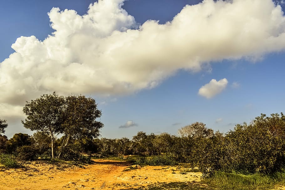 coppice, copseig, bosc, arbres, clar, cel, núvols, naturalesa, makronissos, ayia napa, Xipre, paisatge, arbre, núvol - cel, escenics, a l'aire lliure, dia, herba, escena rural, planta, bellesa a la natura, tranquil·litat, escena tranquil·la, escenics - natura, creixement, medi ambient, cap gent, terra, camp, escena no urbana, llum solar, color verd, 5K