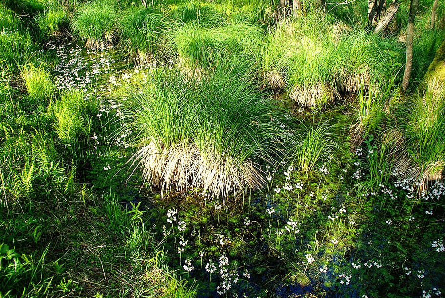 bosc, darß, primavera, bach, plantes aquàtiques, herbes, flors, naturalesa, planta, creixement, color verd, bellesa a la natura, tranquil·litat, terra, herba, cap gent, dia, camp, arbre, escena tranquil·la, a l'aire lliure, vista d’angle alt, exuberant fullatge, frescor, fullatge, 4K