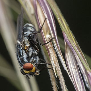 makrofotografering, flue, sort, horsefly, grøn, blad, flyve, insekt, græs, dyre temaer, dyr, dyreliv, hvirvelløse, dyr i naturen, et dyr, tæt på, dyrefløj, ingen mennesker, plante, natur, selektiv fokusering, dyr kropsdel, dag, udendørs, makro, zoologi, dyr øje, 2K, CC0, offentligt domæne, royaltyfrie