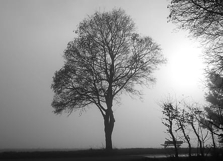 Graustufenfoto, Bäume, Nebel, Baum, Stimmung, Gegenlicht, Natur, November Stimmung, Nebeltag, grau, Pflanze, Schönheit in der Natur, Ruhe, Himmel, Silhouette, Szenen - Natur, Landschaft, ruhige Szene, kahler Baum, Umgebung, Nicht-städtische Szene, Ast, Feld, Land, klarer Himmel, keine Leute, draußen, Tag, isoliert, 2K, CC0, gemeinfrei, lizenzfrei