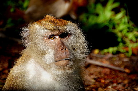 macaco, mico, primat, mamífer, macaque, mico, primer pla, retrat, assegut, mirant, captiu, naturalesa, vida salvatge, petit, pelut, un animal, animals a la natura, temes d'animals, fauna animal, animal, centrar-se en primer pla, vertebrats, cap gent, bosc, cap d’animals, dia, part del cos dels animals, mirant cap a fora, a l'aire lliure, selva tropical, contemplació, ull d’animals, pluja tropical, babuí, 1080P, CC0, domini públic, lliure de regalies