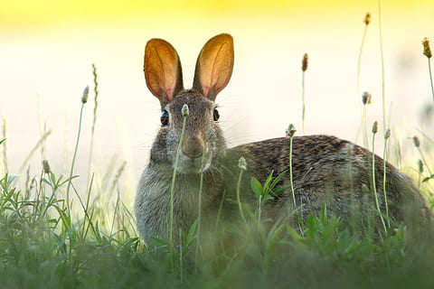 coniglio grigio, grigio, lepre, verde, erbe, coniglio - animale, animale, Pasqua, erba, natura, carina, mammifero, primavera, all'aperto, soffice, giovane animale, messa a fuoco selettiva, temi animali, un animale, guardando la fotocamera, in casa, pianta, fauna selvatica, ritratto, nessuno, giorno, animali allo stato selvatico, terra, campo, animali domestici, orecchio animale, erbivoro, 5K, CC0, dominio pubblico, privo di copyright