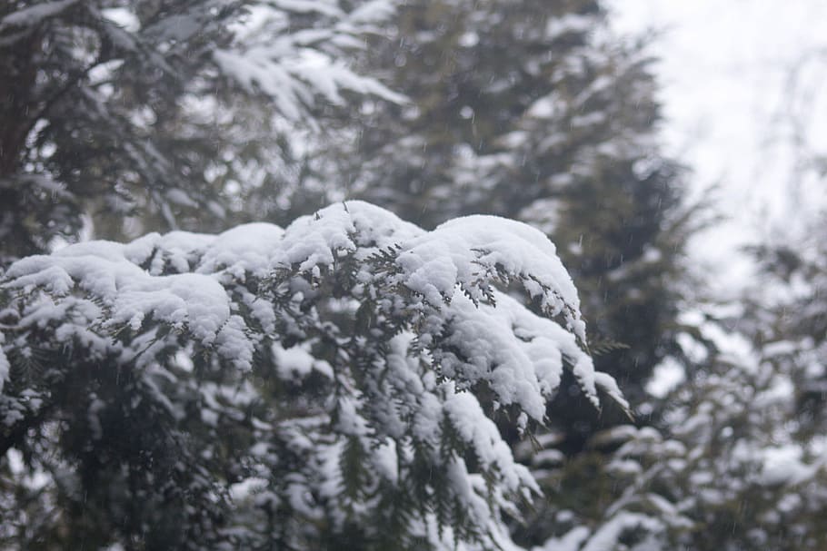 inverno, la neve, coperto, rami, rami coperti, temperatura fredda, giorno, all'aperto, nessuno, albero, pianta, natura, nevicando, congelato, concentrarsi sulle conoscenze acquisite, avvicinamento, Colore bianco, messa a fuoco selettiva, scultura, bellezza nella natura, la tranquillità, tempo estremo, bufera di neve, 5K