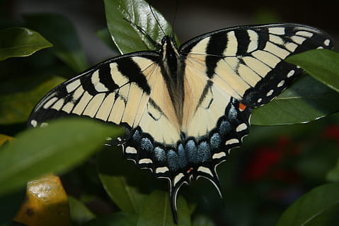 papallona, cua de pollastre, insecte, nèctar, groc, Proboscis, volar, ales, patró, papallona - insecte, invertebrat, ala dels animals, fauna animal, temes d'animals, bellesa a la natura, animal, animals a la natura, un animal, full, primer pla, part de la planta, planta, naturalesa, marques d’animals, cap gent, flor, part del cos dels animals, patró natural, a l'aire lliure, 2K, CC0, domini públic, lliure de regalies