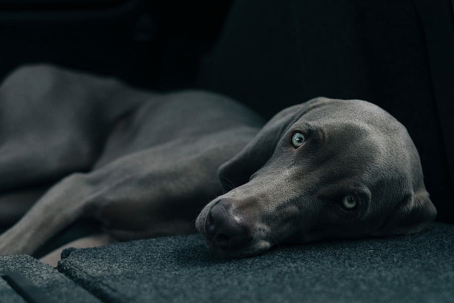 weimaraner estirat, weimaraner, gos, animal, mascotes, gos de pura raça, caní, mamífer, bonic, mirant, un animal, cap gent, temes d'animals, animals domèstics, estirat, nacional, relaxació, a l'interior, primer pla, descans, retrat, part del cos dels animals, color negre, mirant la càmera, vertebrats, cap d’animals, ull d’animals, 2K