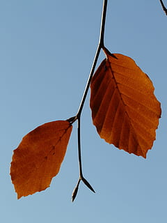 frunze, pereche, fag, Două, ambii, împreună, fagus sylvatica, Fagus, Foioase, toamna de aur, aurul octombrie, toamnă, octombrie, pădure, de aur, luminos, soare, lumina din spate, colorat, culoare, Schimbare, nici o persoana, zi, în aer liber, parte a plantelor, natură, cer senin, cer, culoare portocalie, vena frunzelor, a închide, plantă, frumusețe în natură, uscat, vedere unghiulară joasă, lumina soarelui, albastru, liniște, starea naturala, 2K, CC0, domeniu public, fără drepturi de autor