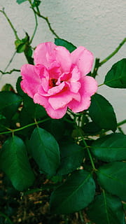 rosa, çiçek, doğa, doğada güzellik, çiçekli bitki, bitki, bitki bölümü, Yaprak, gül, taçyaprağı, büyüme, tazelik, pembe renk, Güvenlik açığı, kırılganlık, kapatmak, çiçeklenme, çiçek kafa, Gül çiçek, insansız, gün, açık havada, 5K, CC0, kamu malı, telif ücretsiz