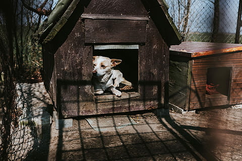 farm, Animals, hen, chicken, kennel, coop, village, rural, wood - Material, outdoors, animal, house, nature, pets, dog, domestic animals, one animal, people, day, mammal, animal themes, domestic, canine, vertebrate, no people, architecture, built structure, sitting, looking at camera, sunlight, portrait, 4K, CC0, public domain, royalty free
