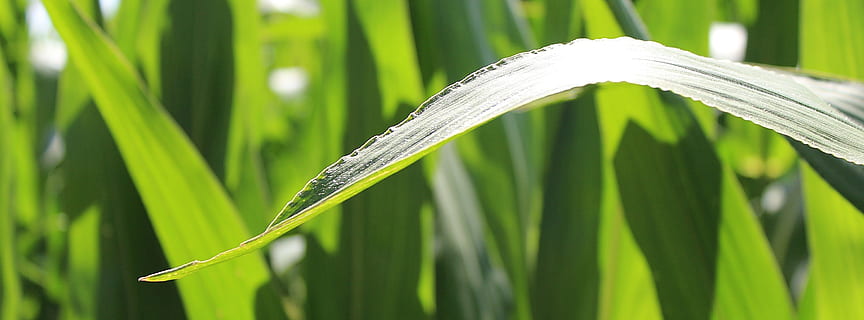 makrofotografering, grønn, blad, korn, kornåker, felt, blader, maisblader, natur, innhøsting, mat, anlegg, grønn farge, vekst, gresstrå, gress, plante del, nærbilde, skjønnhet i naturen, jordbruk, ingen folk, fokusere på forgrunnen, vann, kornblanding, dag, avling, ro, land, utendørs, renhet, palmblad, 2K, CC0, offentlig domene, opphavsrett gratis