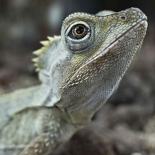 ritratto rettiliano, superficiale, foto di messa a fuoco, grigio, barbuto, Drago, rana, rospo, lucertola, rettile, occhio, bocca, natura, selvaggio, Australium, animale, temi animali, un animale, vertebrato, avvicinamento, animali allo stato selvatico, fauna selvatica, concentrarsi sulle conoscenze acquisite, nessuno, Drago barbuto, parte del corpo animale, testa di animale, analizzare, cercare, guardare, giorno, guardando lontano, all'aperto, vista laterale, iguana, scala animale, occhio animale, 1080P, CC0, dominio pubblico, privo di copyright