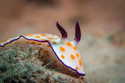 Nahaufnahmefoto, Weiß, Gelb, Schnecke, Unterwasser, Tauchen, Punkte, unter wasser, Tauchen, Leben im Meer, ein Tier, Tierthemen, Tierwelt, unterseeisch, Tiere in freier Wildbahn, Meer, Tier, Marine, Wasser, Nahansicht, wirbellos, Weichtier, Zoologie, keine Leute, Natur, beschmutzt, Fisch, Wirbeltier, draußen, Vergrößerung, 4K, CC0, gemeinfrei, lizenzfrei