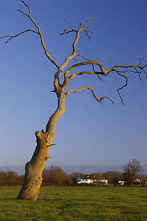 árvore morta, campo, morto, árvore, natureza, céu, panorama, ao ar livre, grama, scenics, árvore nua, tronco de árvore, ramo, plantar, tronco, terra, ninguém, céu limpo, planta morta, scenics - natureza, tranquilidade, azul, meio Ambiente, cena não urbana, beleza na natureza, latido, 2K, CC0, domínio público, royalty free