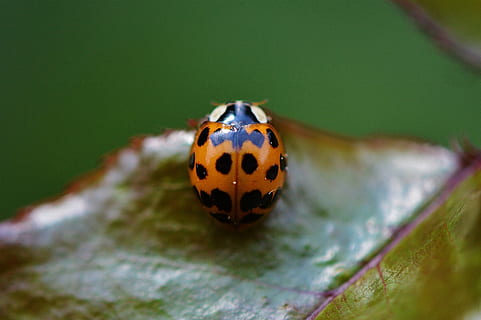 marieta, tancar, insecte, escarabat, naturalesa, macro, amulet de la sort, animals, full, punts, foto macro, un animal, temes d'animals, invertebrat, animal, tacat, fauna animal, animals a la natura, primer pla, cap gent, enfocament selectiu, marques d’animals, dia, a l'aire lliure, part de la planta, centrar-se en primer pla, bellesa a la natura, 1080P, CC0, domini públic, lliure de regalies