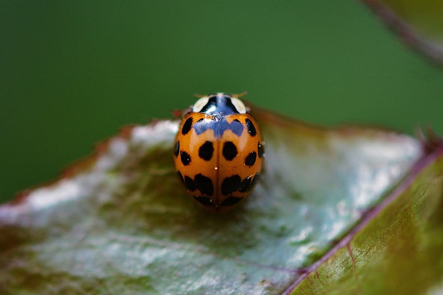 marieta, tancar, insecte, escarabat, naturalesa, macro, amulet de la sort, animals, full, punts, foto macro, un animal, temes d'animals, invertebrat, animal, tacat, fauna animal, animals a la natura, primer pla, cap gent, enfocament selectiu, marques d’animals, dia, a l'aire lliure, part de la planta, centrar-se en primer pla, bellesa a la natura, 1080P
