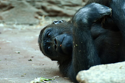 Gorilla, Affe, Tier, pelzig, Omnivore, Tierfotografie, Porträt, Tierpark Hellabrunn, München, Tierthemen, Säugetier, ein Tier, Tierwelt, Primas, Wirbeltier, Tiere in freier Wildbahn, Zoo, schwarze Farbe, keine Leute, Tag, Tiere in Gefangenschaft, Fokus auf den Vordergrund, draußen, Nahansicht, Zoologie, Entspannung, 5K, CC0, gemeinfrei, lizenzfrei