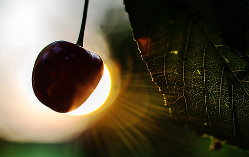cireașă, soare, frunze, macro, roșu, verde, fruct, parte a plantelor, plantă, natură, a închide, copac, să se concentreze asupra primelor elemente, în aer liber, frumusețe în natură, nici o persoana, cer, creştere, selectiv, lumina soarelui, zi, prospeţime, mâncat sănătos, toamnă, 4K, CC0, domeniu public, fără drepturi de autor