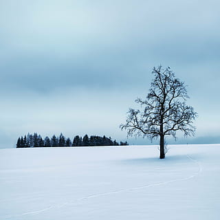 albero senza foglie, mezzo, campo di neve, invernale, albero, silenzioso, la neve, inverno, freddo, umore, Salzkammergut, impressione, Austria, minimalista, paesaggio, Freddo inverno, magia invernale, schneeflaeche, blu, uccello, ancora, idilliaco, solitario, isolato, contrasto, monocromatico, temperatura fredda, Colore bianco, albero nudo, brina, scena tranquilla, congelato, pianta, la tranquillità, bellezza nella natura, cielo, ambiente, scenics - natura, natura, terra, copertura, campo, scena non urbana, nuvola - cielo, nessuno, all'aperto, 2K, CC0, dominio pubblico, privo di copyright