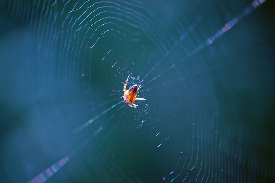 teranyina, insecte, fantasmal, aranya, web, un animal, temes d'animals, animals a la natura, aigua, fauna animal, naturalesa, invertebrat, primer pla, animal, aràcnids, artròpode, fragilitat, centrar-se en primer pla, cap gent, vulnerabilitat, dia, zoologia, a l'aire lliure, cames d’animal, complexitat, 2K