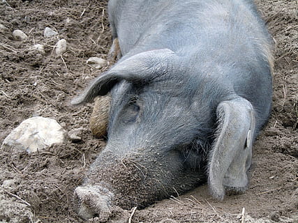 prase, spací, ležící, zvíře, domácí prase, savec, sele, vepřové, čenich, hospodařit, zemědělství, prasnice, Příroda, hospodářských zvířat, mladé zvíře, roztomilý, jednoho zvířete, zvířat, nikdo, den, venku, obratlovců, domácí zvířata, přistát, domácí mazlíčci, pole, zvířata ve volné přírodě, relaxace, domácí, býložravý, 4K