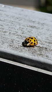 joaninha, besouro, vermelho, laranja, natureza, perto, um animal, temas animais, animal, invertebrado, inseto, animais em estado selvagem, animais selvagens, dia, ninguém, amarelo, visto, fechar-se, ao ar livre, focar em primeiro plano, janela, foco seletivo, visão de alto ângulo, pequeno, 5K