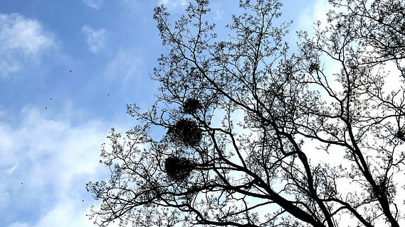 albero, rami, vischio, fogliame, cielo, nuvole, uccelli, Inquadratura dal basso, pianta, nuvola - cielo, ramo, bellezza nella natura, crescita, nessuno, natura, giorno, la tranquillità, all'aperto, silhouette, scenics - natura, albero nudo, scena tranquilla, blu, baldacchino di albero, Colore bianco, fiore di ciliegio, 4K, CC0, dominio pubblico, privo di copyright