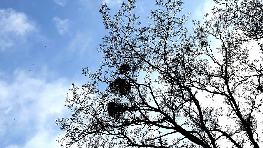 albero, rami, vischio, fogliame, cielo, nuvole, uccelli, Inquadratura dal basso, pianta, nuvola - cielo, ramo, bellezza nella natura, crescita, nessuno, natura, giorno, la tranquillità, all'aperto, silhouette, scenics - natura, albero nudo, scena tranquilla, blu, baldacchino di albero, Colore bianco, fiore di ciliegio, 4K
