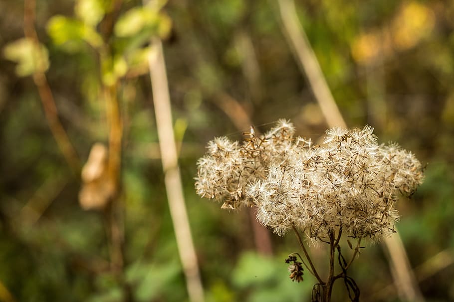 macro, flor, naturalesa, planta, primer pla, creixement, estiu, a l'aire lliure, llavor, cap gent, centrar-se en primer pla, bellesa a la natura, planta amb flors, fragilitat, vulnerabilitat, dia, frescor, tranquil·litat, tija de la planta, llum solar, terra, enfocament selectiu, bosc, Planta esvaïda, cap de flor, planta morta, suavitat, 4K