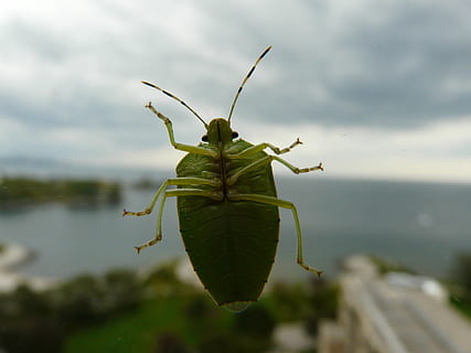 bicho verde, insecto, escarabajo, loco, escarabajo verde, verde, escarabajos, naturaleza, invertebrado, animal, temas de animales, un animal, de cerca, fauna animal, animales en la naturaleza, día, parte del cuerpo del animal, centrarse en primer plano, nadie, color verde, agua, al aire libre, nube - cielo, longitud total, antena animal, 2K, CC0, dominio público, libre de derechos