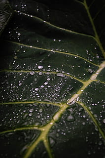 Makrofoto, Tröpfchen, Grün, Pflanze, Wassertropfen, Wasser, fallen, nass, Pflanzenteil, Blatt, keine Leute, Schönheit in der Natur, Nahansicht, Natur, grüne Farbe, Vollbild, Frische, Wachstum, Zerbrechlichkeit, draußen, Ruhe, selektiver Fokus, Tag, Regen, Reinheit, Regentropfen, Blätter, schwarzer Hintergrund, Tau, 5K, CC0, gemeinfrei, lizenzfrei